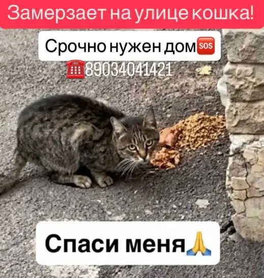 Срочно нужен дом для молодой кошечки в Ростове-на-Дону - Кошки (Животные) в Ростов-на-Дону