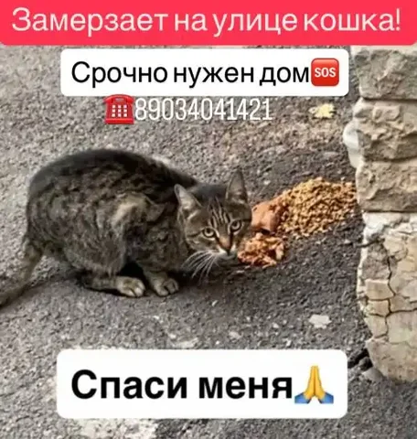 Срочно нужен дом для молодой кошечки в Ростове-на-Дону - Грызуны в Ростов-на-Дону