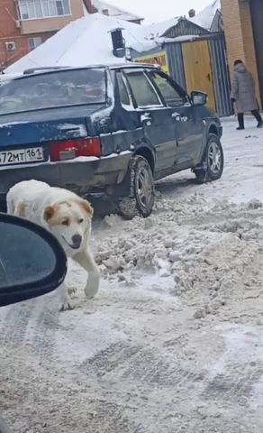Пропала собака породы Алабай в Ростове-на-Дону - Грызуны в Ростов-на-Дону