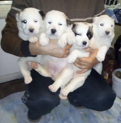 Щенки Алабая (САО) с чистокровными родителями - Собаки в Ростов-на-Дону