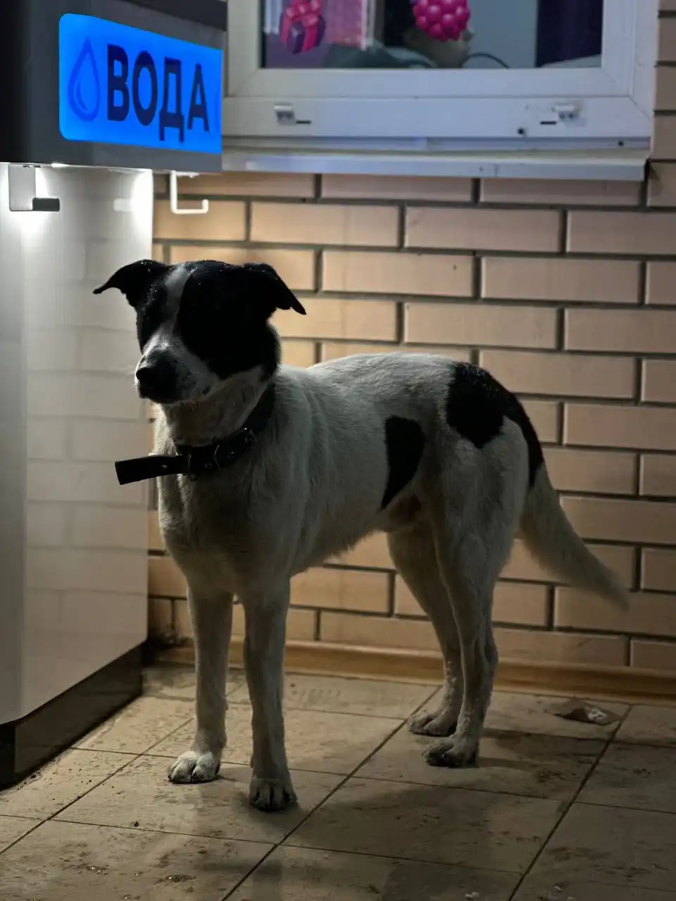 Найдена собака в Ростове-на-Дону - Собаки (Животные) в Ростов-на-Дону