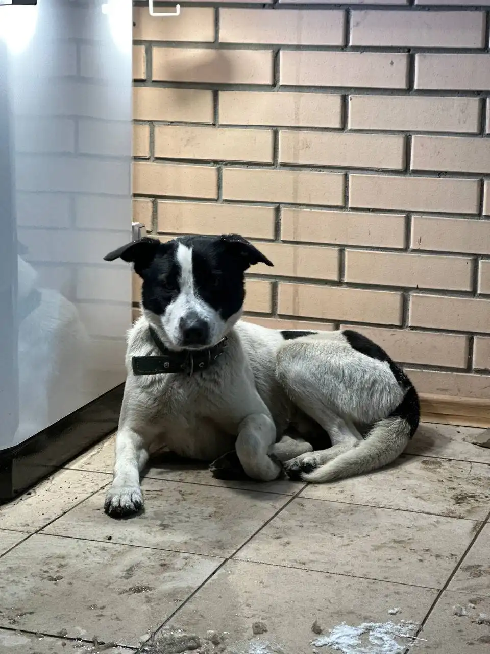 Найдена собака в Ростове-на-Дону - Собаки (Животные) в Ростов-на-Дону