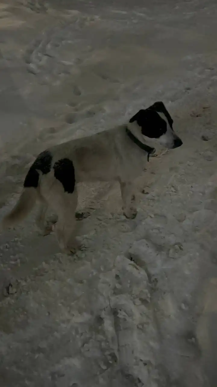 Найдена собака в Ростове-на-Дону - Собаки (Животные) в Ростов-на-Дону