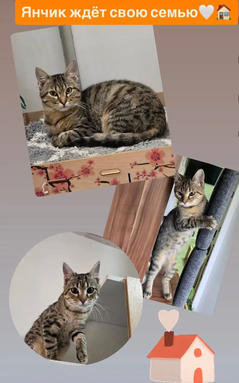Кот Янчик ищет дом в Ростове-на-Дону - Кошки (Животные) в Ростов-на-Дону