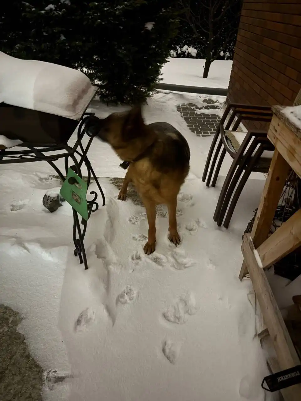 Найдена немецкая овчарка в Таганроге - Собаки (Животные) в Таганрог