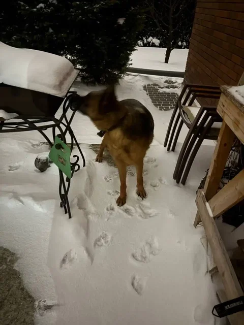 Найдена немецкая овчарка в Таганроге - частное объявление в Таганрог