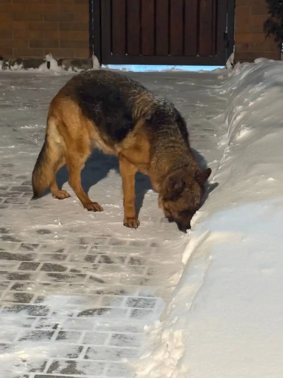 Найдена немецкая овчарка в Таганроге - Собаки (Животные) в Таганрог