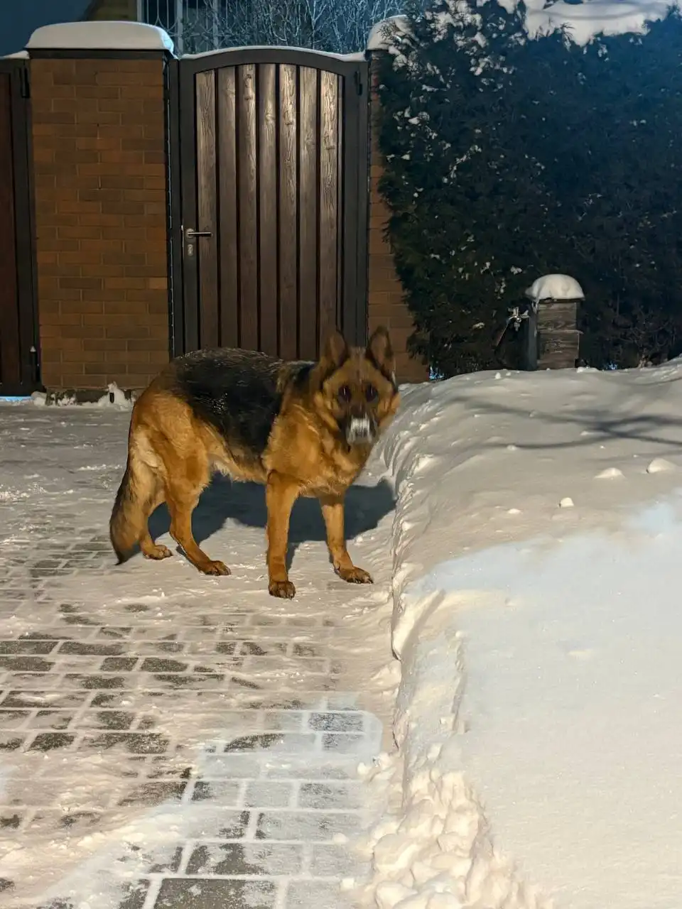 Найдена немецкая овчарка в Таганроге - Собаки (Животные) в Таганрог