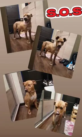 Срочно нужна помощь для спасения стаффордширского терьера в Ростове-на-Дону - Собаки в Ростов-на-Дону