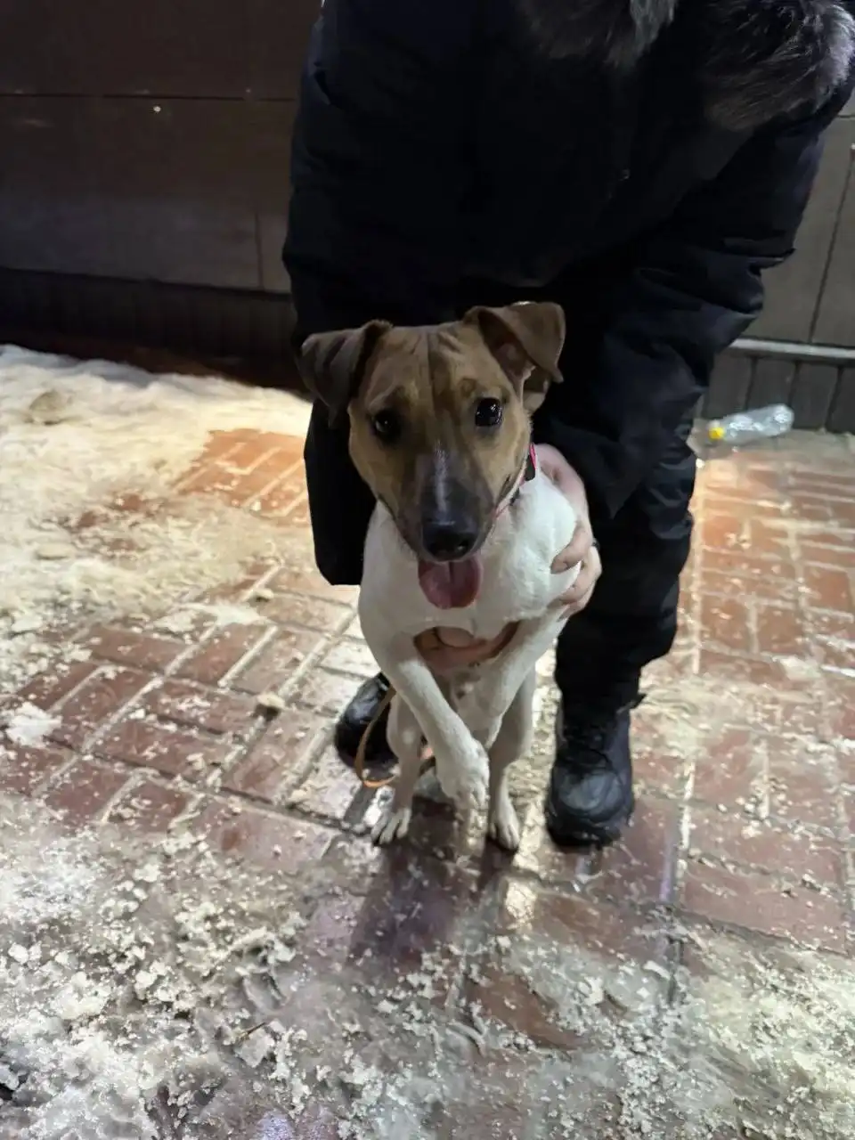 Найден пес Рассел в Ростове-на-Дону - Собаки (Животные) в Ростов-на-Дону