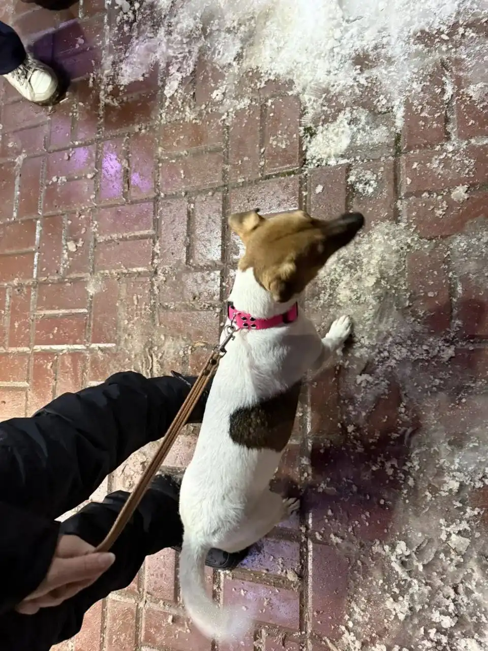 Найден пес Рассел в Ростове-на-Дону - Собаки (Животные) в Ростов-на-Дону