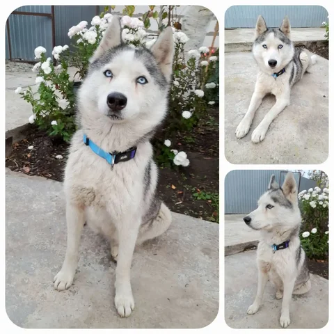 Сибирская хаски ищет семью в Ростове-на-Дону - Собаки в Ростов-на-Дону