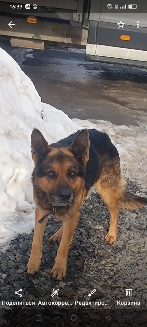 Потерянная овчарка в Ростове-на-Дону - Собаки (Животные) в Ростов-на-Дону
