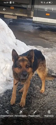 Потерянная овчарка в Ростове-на-Дону - Собаки в Ростов-на-Дону
