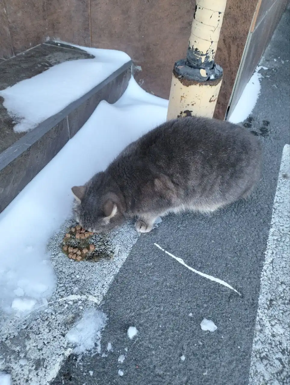 Потерявшаяся кошка в районе пер. Парковый 5 - Кошки (Животные) в Ростов-на-Дону