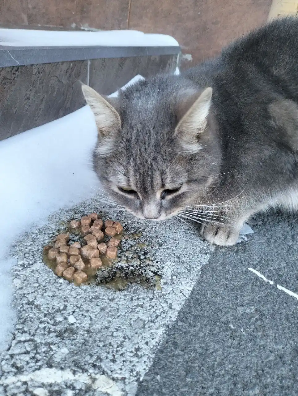 Потерявшаяся кошка в районе пер. Парковый 5 - Кошки (Животные) в Ростов-на-Дону