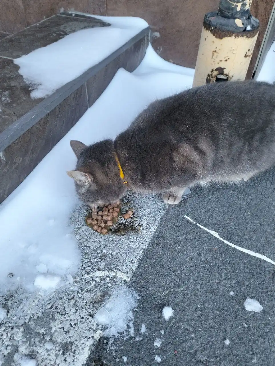 Потерявшаяся кошка в районе пер. Парковый 5 - Кошки (Животные) в Ростов-на-Дону