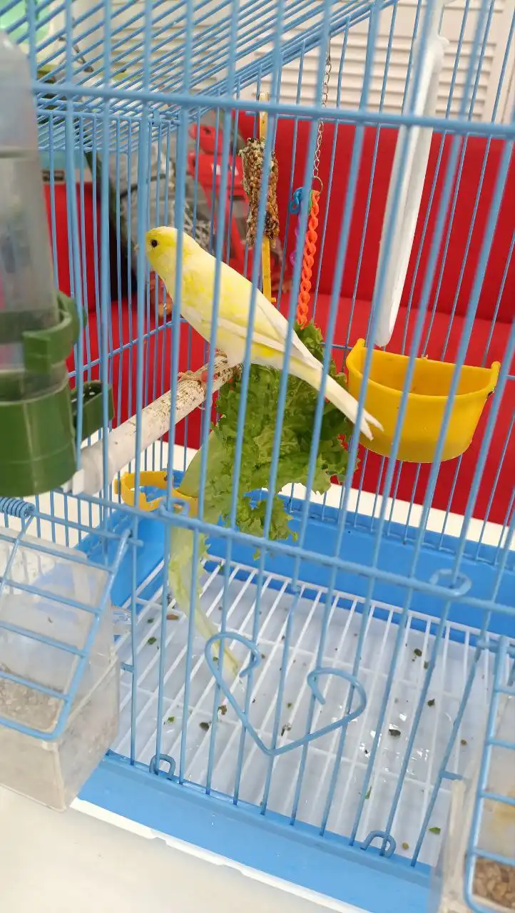 Продается кенор с клеткой - Грызуны (Животные) в Ростов-на-Дону