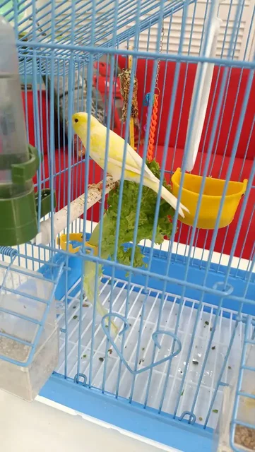 Продается кенор с клеткой - частное объявление в Ростов-на-Дону