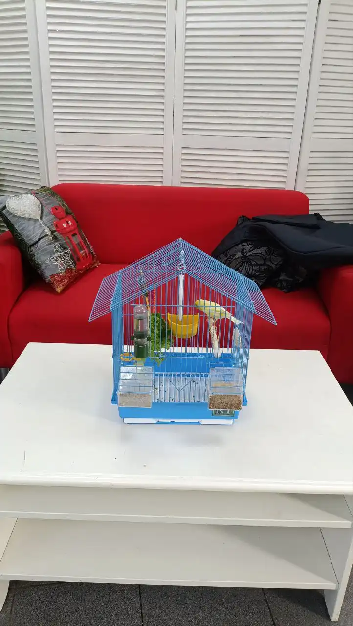 Продается кенор с клеткой - Грызуны (Животные) в Ростов-на-Дону
