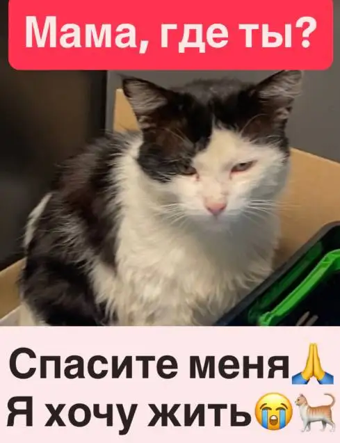 Срочно нужен дом молодому котику - Кошки (Животные) в Ростов-на-Дону