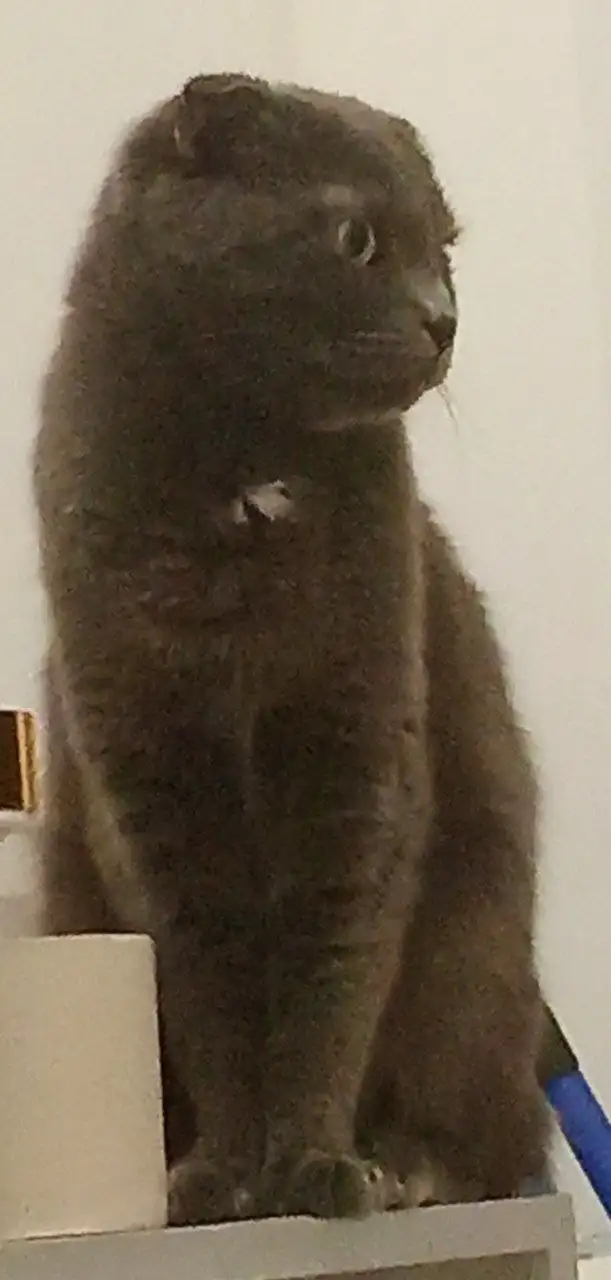 Кошечка ищет новый дом в Ростове-на-Дону - Кошки (Животные) в Ростов-на-Дону