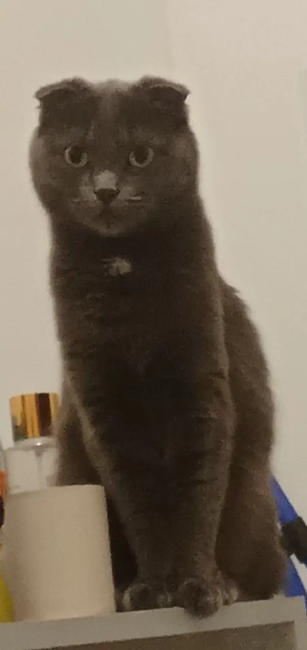 Кошечка ищет новый дом в Ростове-на-Дону - Кошки (Животные) в Ростов-на-Дону