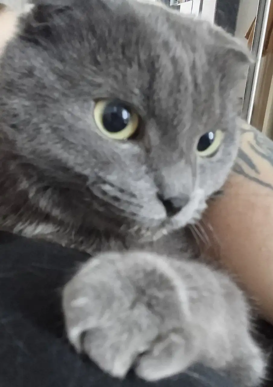 Кошечка ищет новый дом в Ростове-на-Дону - Кошки (Животные) в Ростов-на-Дону