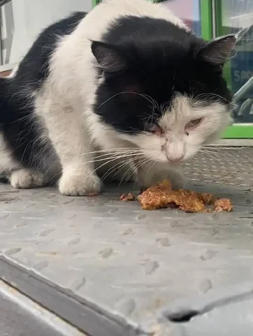 Срочно нужен дом молодому котику - Животные в Ростов-на-Дону