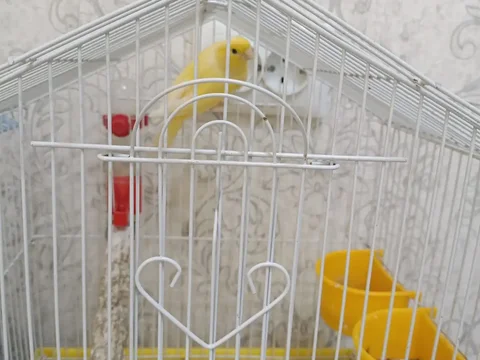 Продажа поющего кенара с клеткой - Животные в Ростов-на-Дону