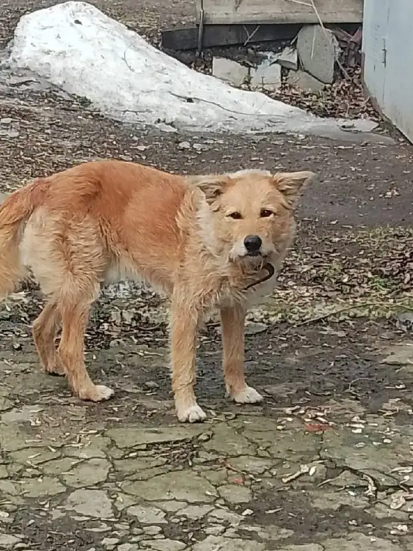 Собака ищет хозяина после его внезапного исчезновения - Потерянные животные в Ростов-на-Дону