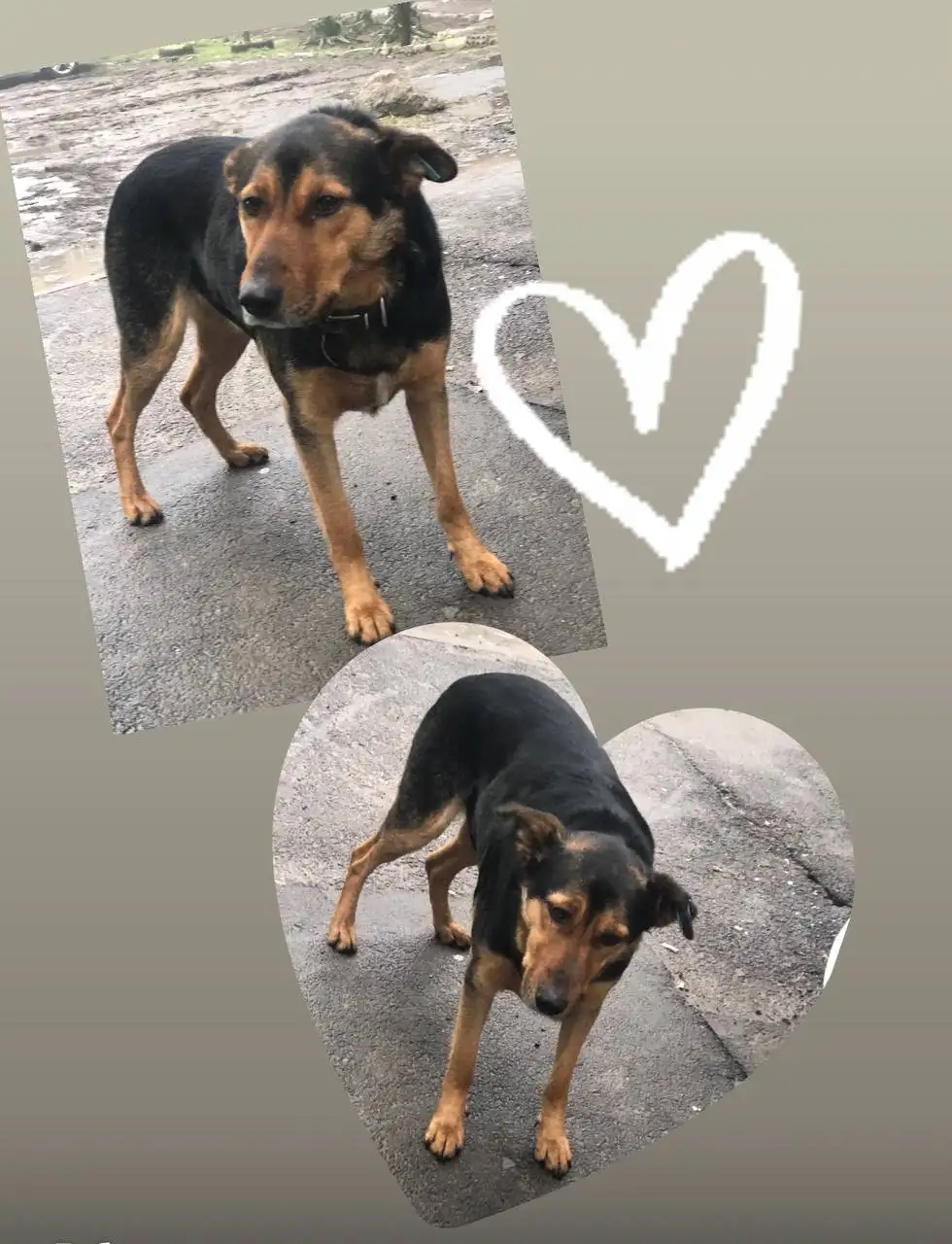 Пристройство собаки Мухтара в Ростове-на-Дону - Собаки (Животные) в Ростов-на-Дону