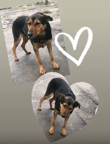 Пристройство собаки Мухтара в Ростове-на-Дону - Животные в Ростов-на-Дону