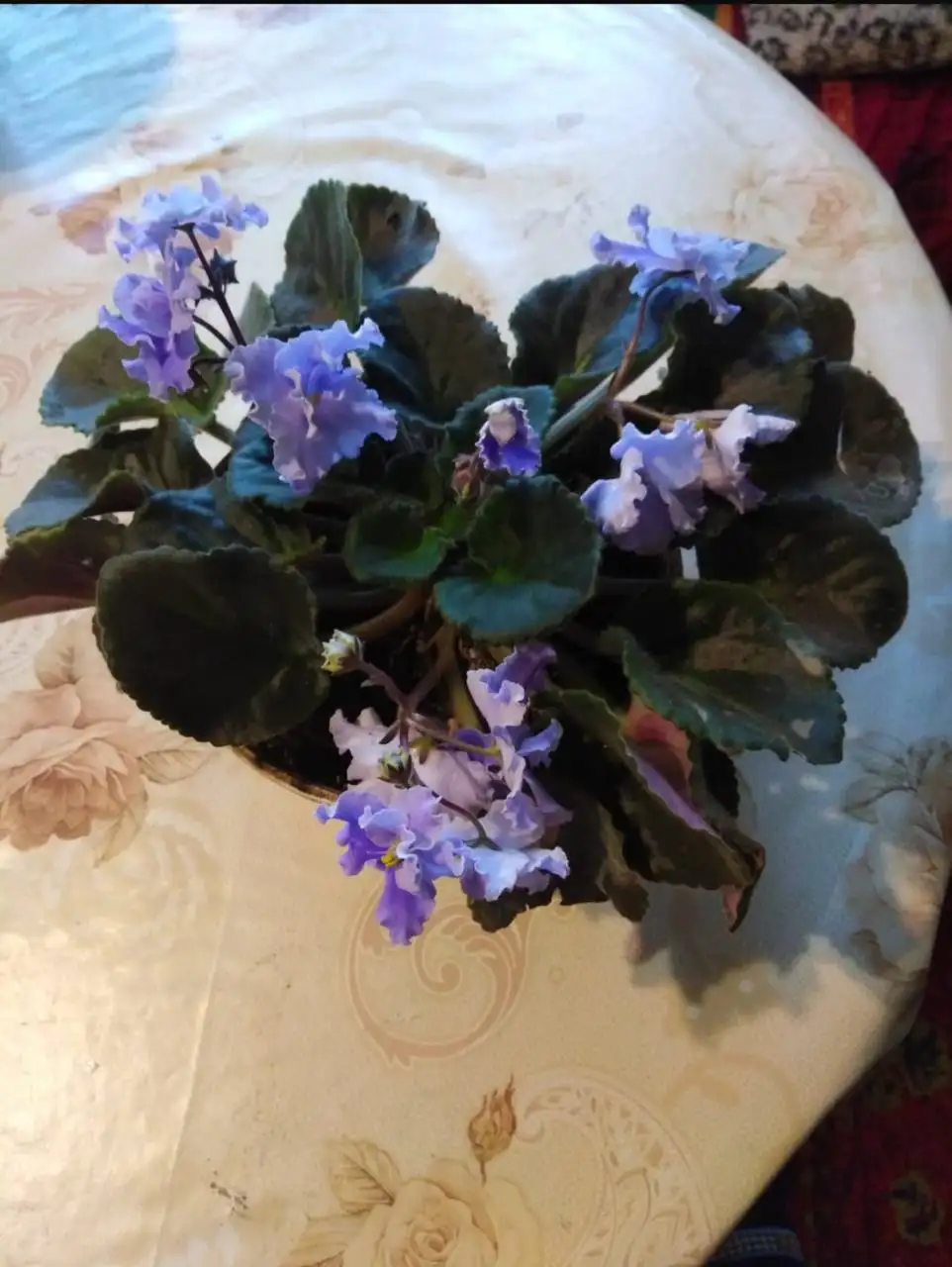 Продажа фиалок в Ростове-на-Дону - Растения (Хобби и отдых) в Ростов-на-Дону