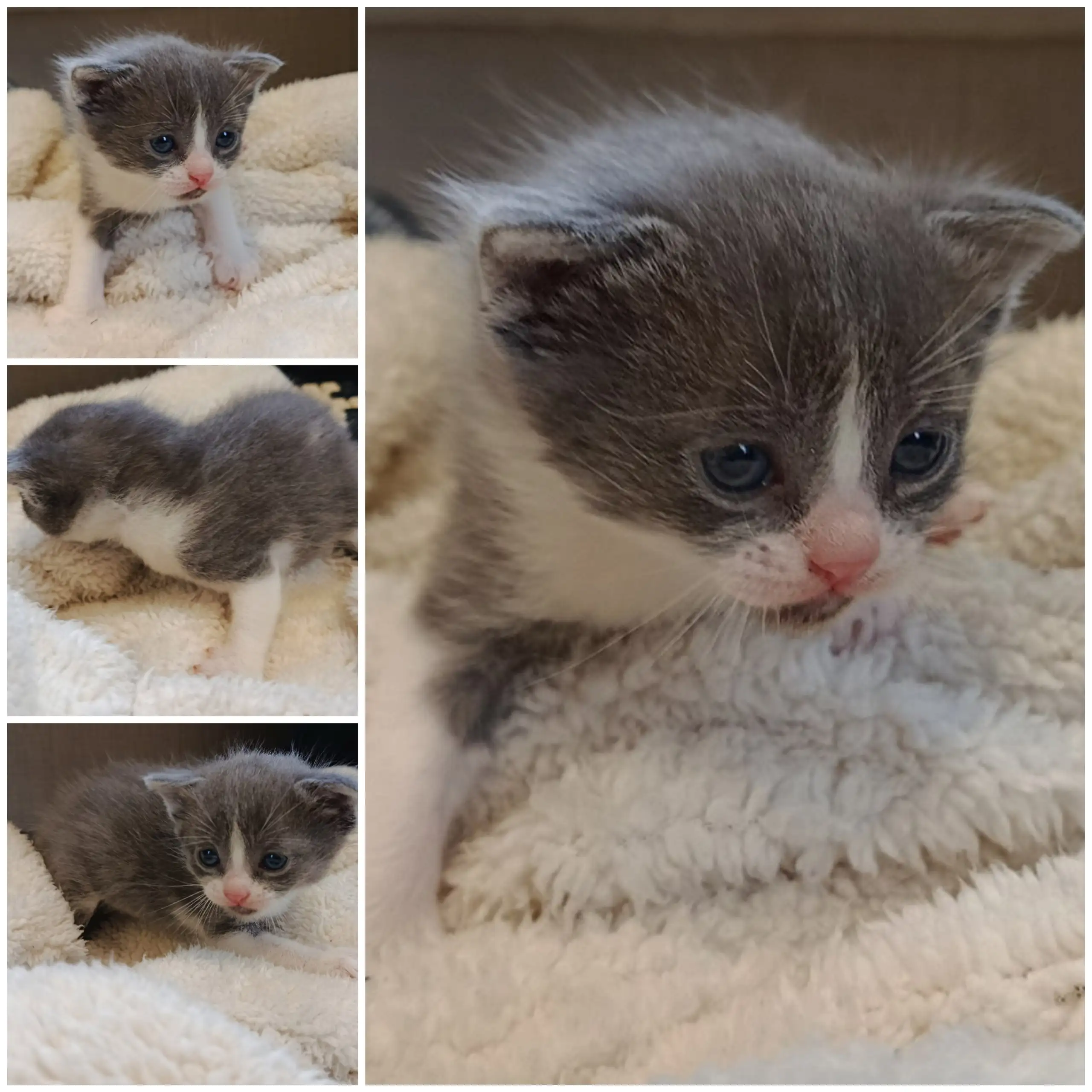 Ищем дом для вислоухого бело-серого котика - Кошки (Животные) в Ростов-на-Дону