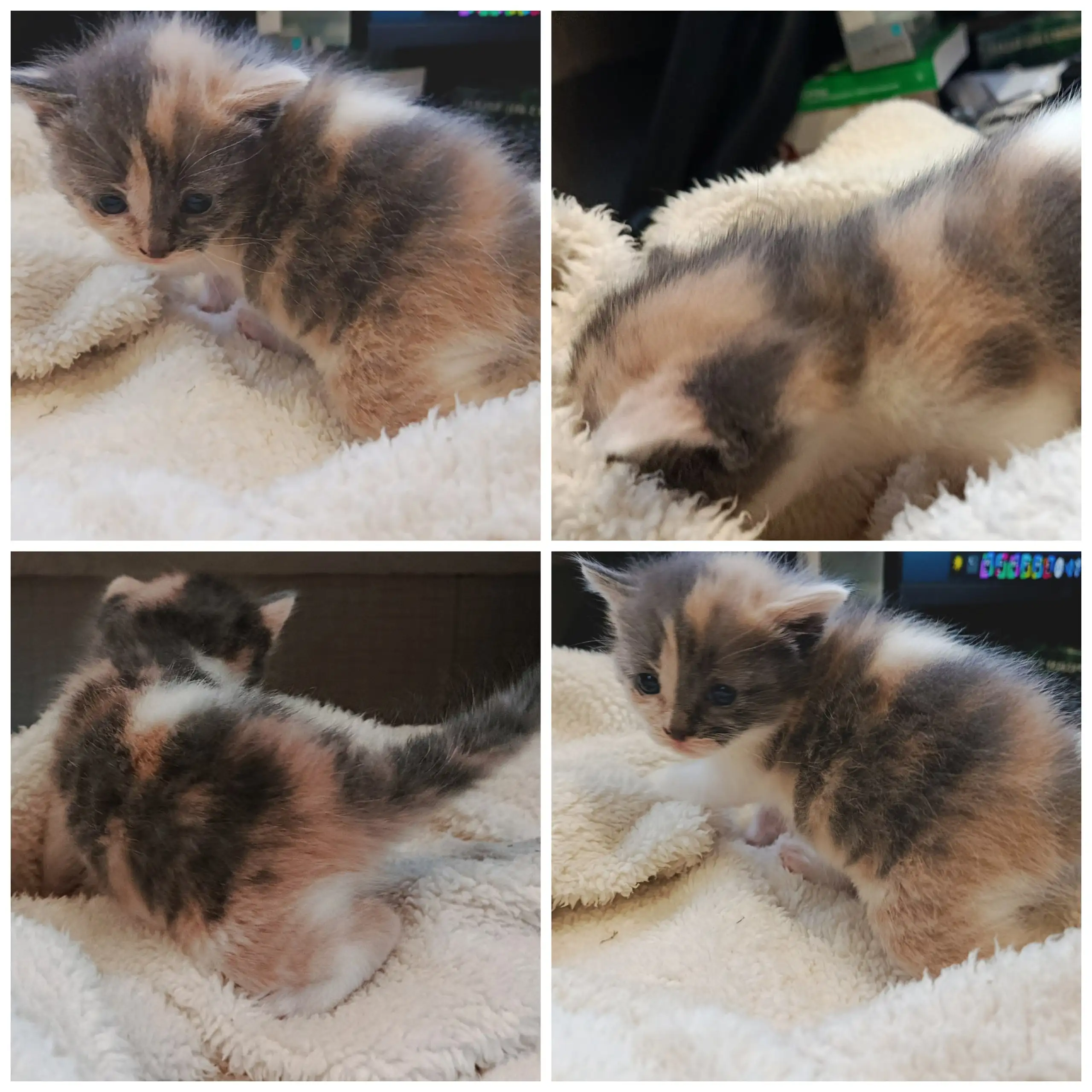 Ищем дом для трёхцветной кошечки - Кошки (Животные) в Ростов-на-Дону