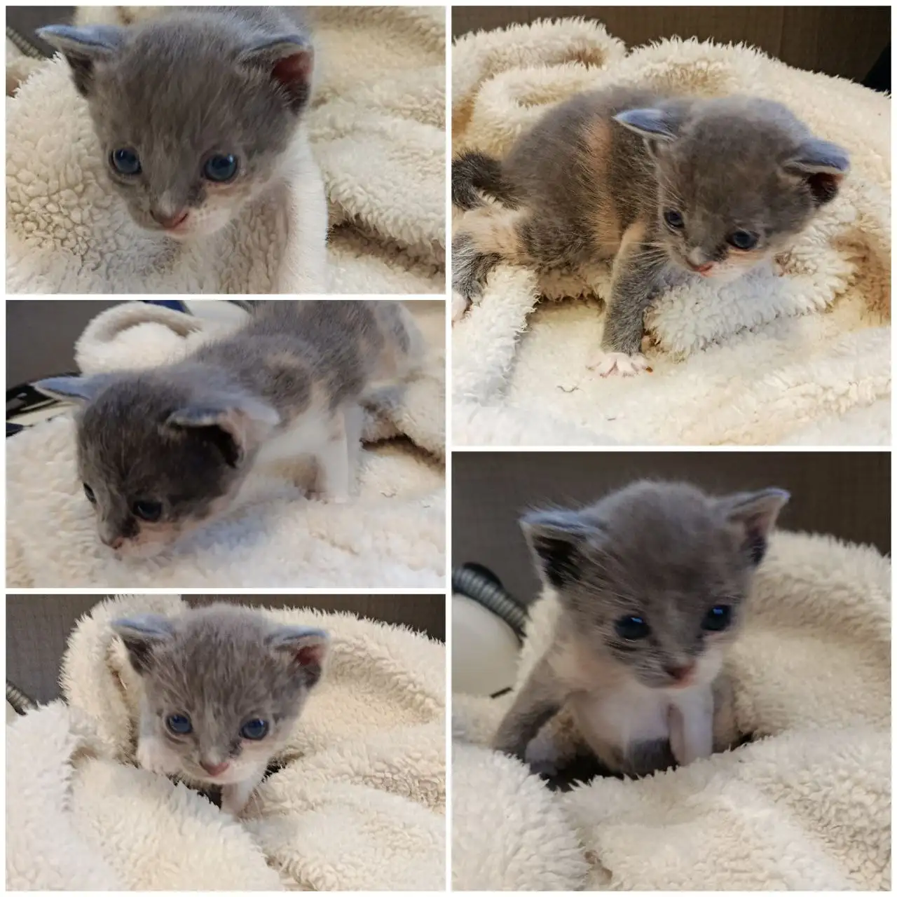 Ищем дом для серенькой трёхцветной кошечки - Кошки (Животные) в Ростов-на-Дону