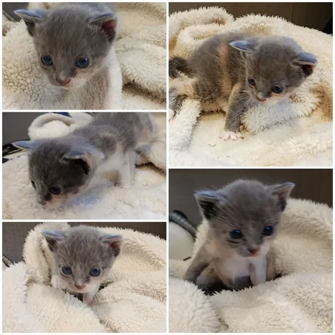 Ищем дом для серенькой трёхцветной кошечки - Животные в Ростов-на-Дону