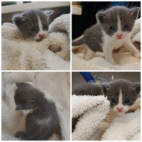 Ищем дом для светлого бело-серого котика - Животные в Ростов-на-Дону