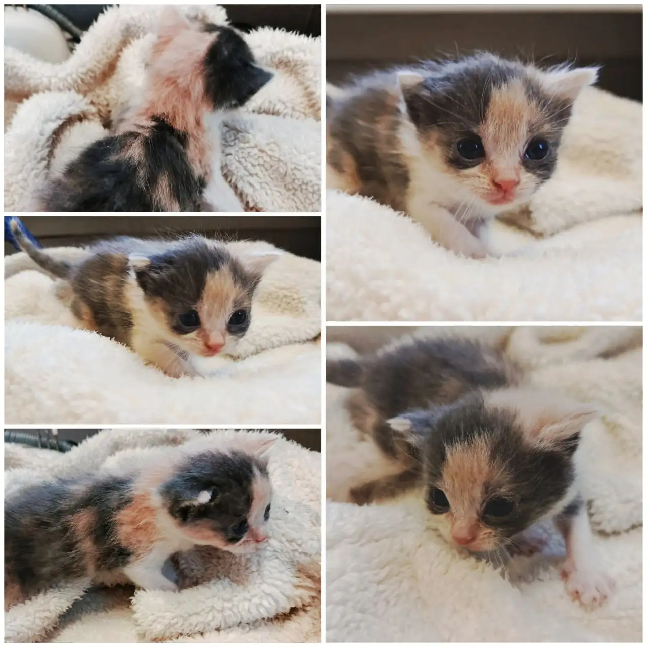 Ищем дом для трехцветной кошечки - Кошки (Животные) в Ростов-на-Дону