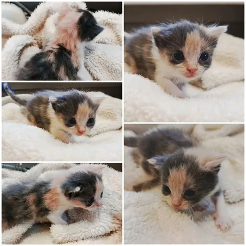 Ищем дом для трехцветной кошечки - Животные в Ростов-на-Дону