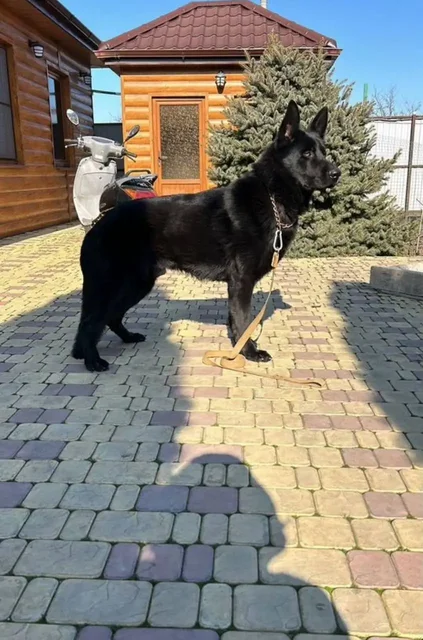 Щенок восточно-европейской овчарки 8 месяцев - частное объявление в Ростов-на-Дону