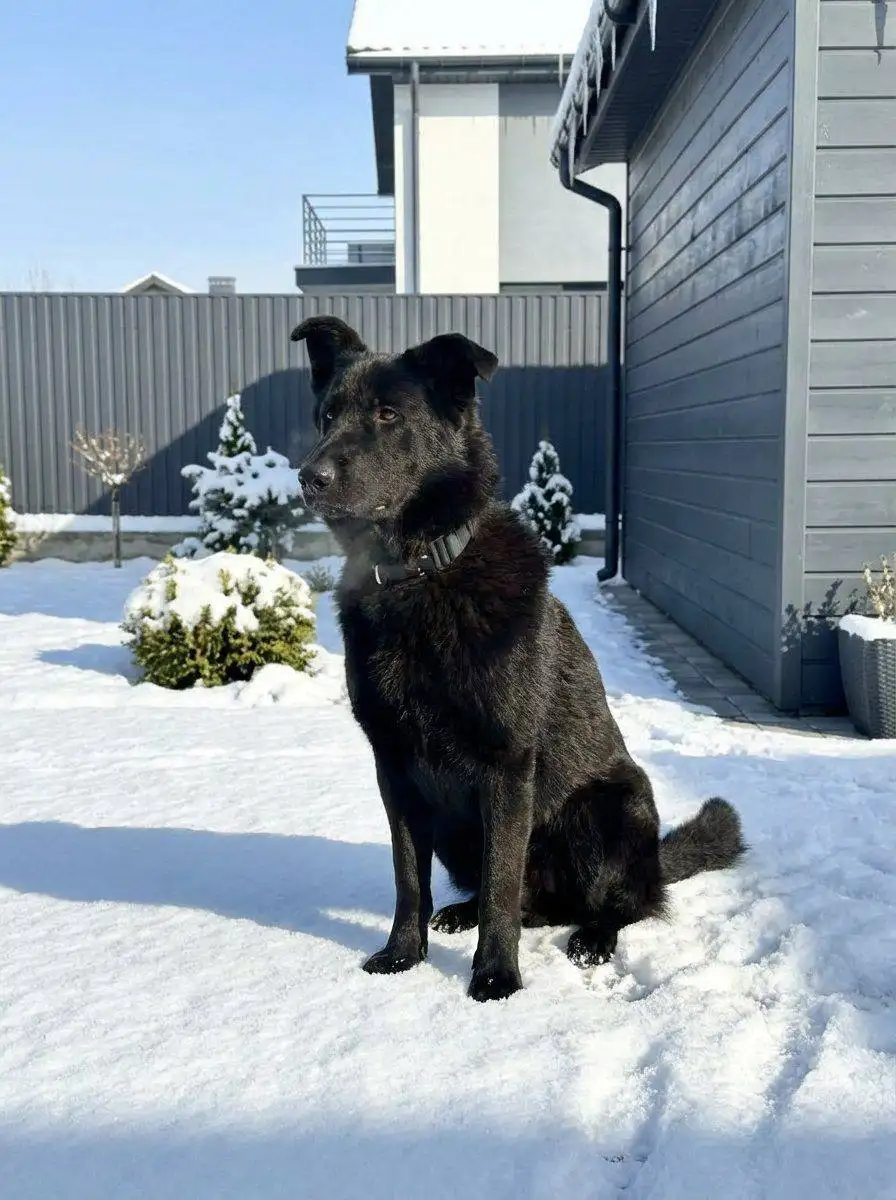 Щенок восточно-европейской овчарки 8 месяцев - Собаки (Животные) в Ростов-на-Дону