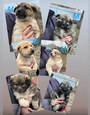 Щенки в Ростове-на-Дону - частное объявление в Ростов-на-Дону