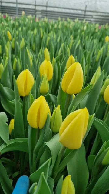 Тюльпаны в Ростове-на-Дону - Билеты в Ростов-на-Дону