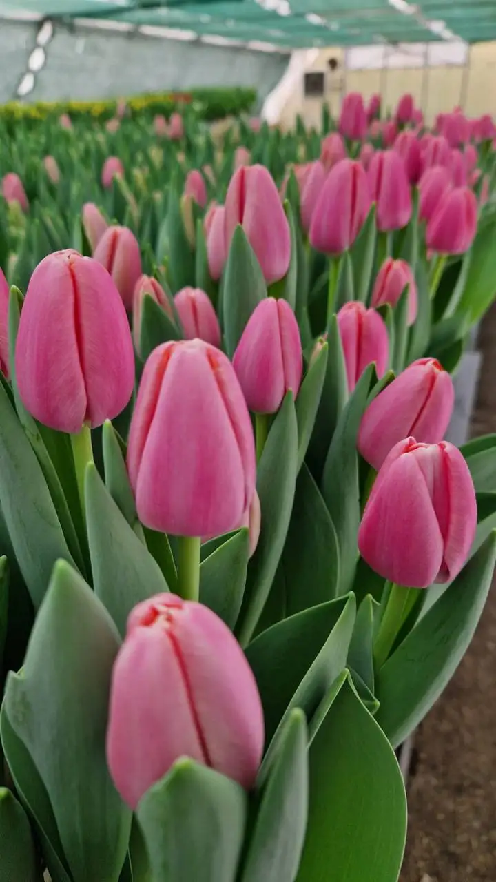 Тюльпаны в Ростове-на-Дону - Цветы (Хобби и отдых) в Ростов-на-Дону