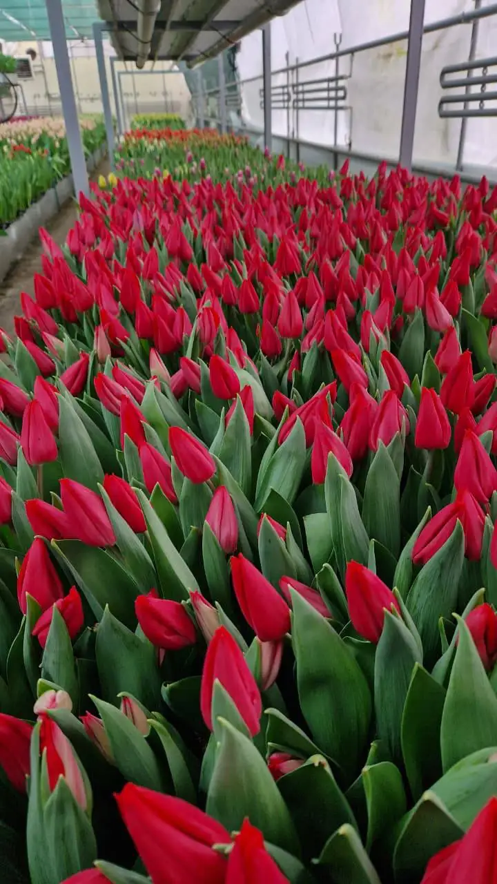Тюльпаны в Ростове-на-Дону - Цветы (Хобби и отдых) в Ростов-на-Дону