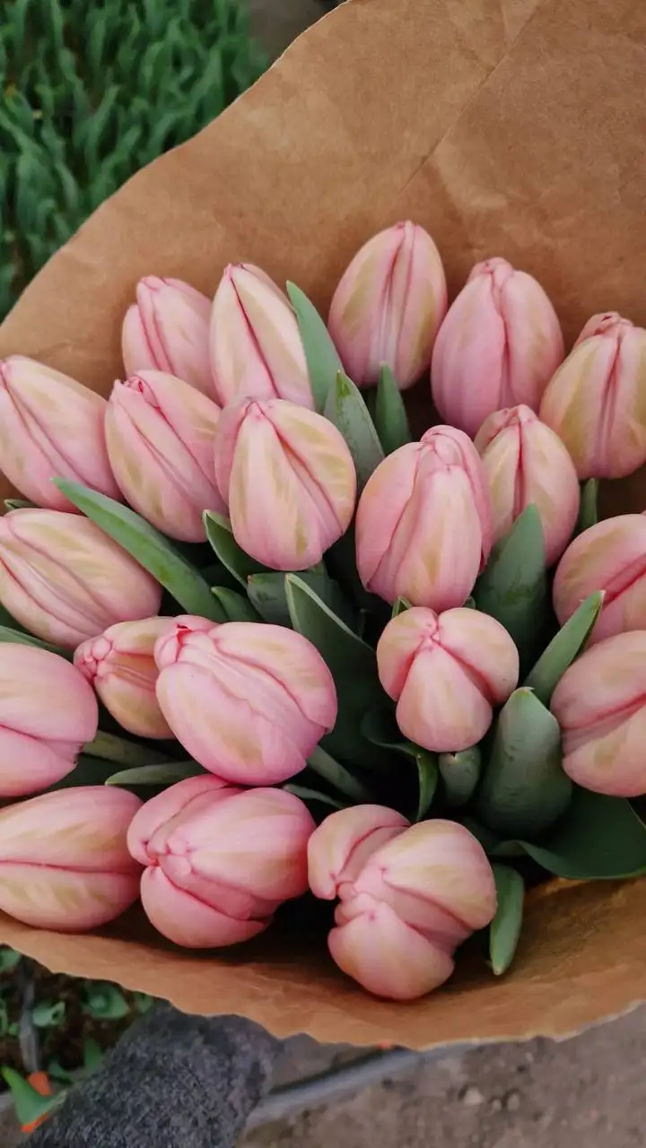 Тюльпаны в Ростове-на-Дону - Цветы (Хобби и отдых) в Ростов-на-Дону