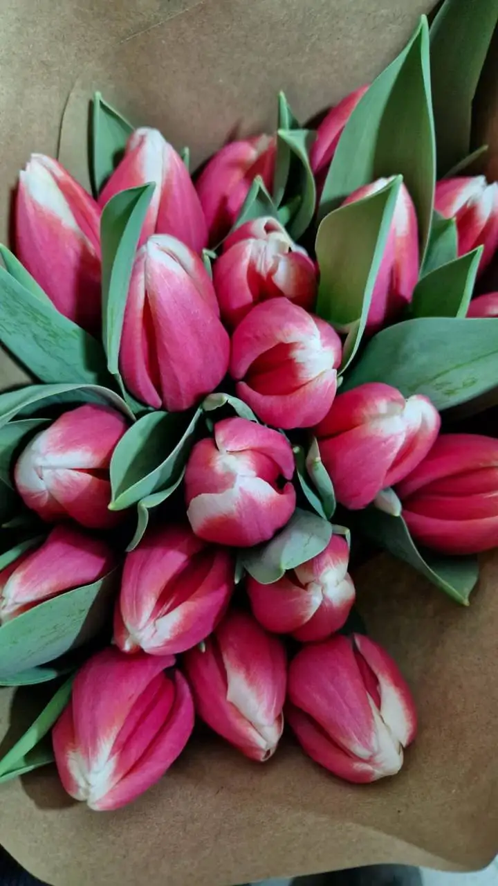 Тюльпаны в Ростове-на-Дону - Цветы (Хобби и отдых) в Ростов-на-Дону