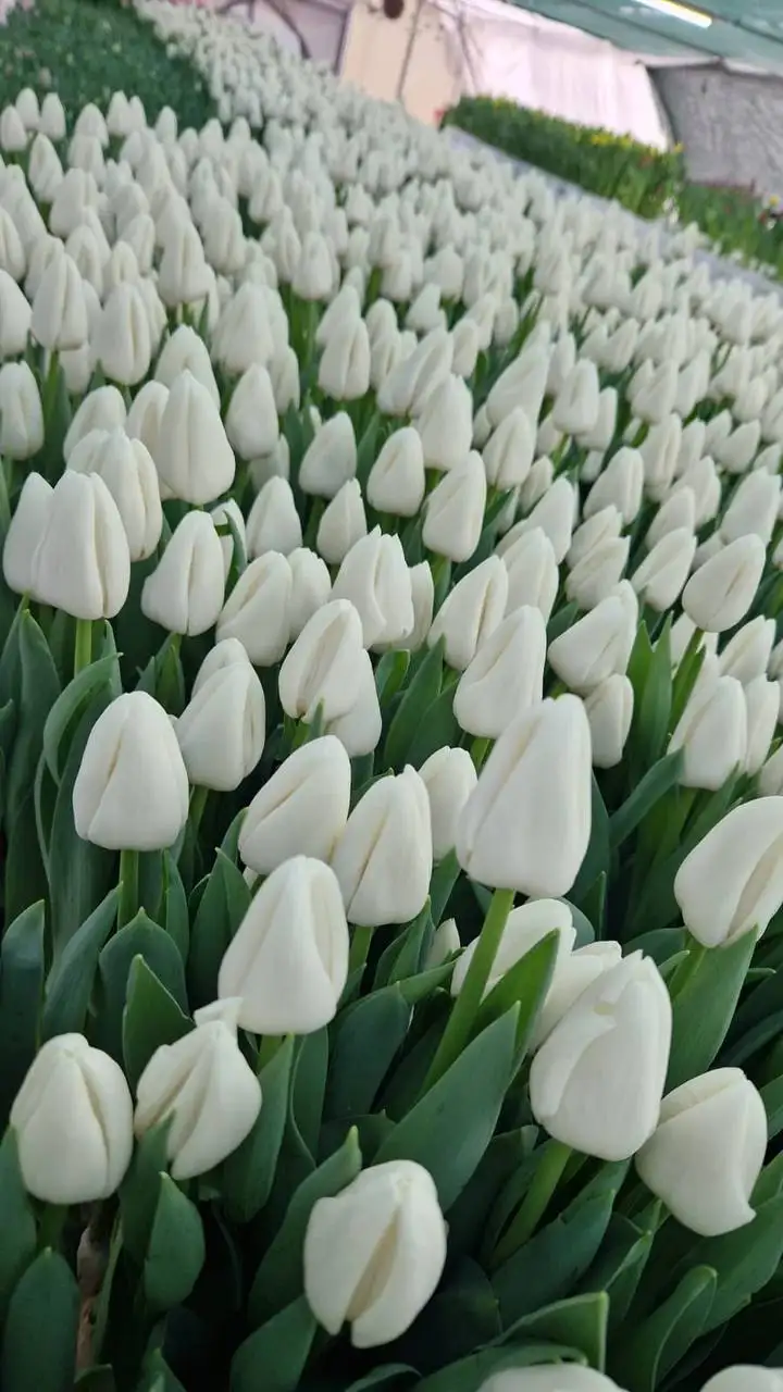 Тюльпаны в Ростове-на-Дону - Цветы (Хобби и отдых) в Ростов-на-Дону